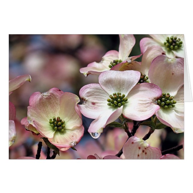 Notecard - Roze Dogwood (Voorkant Horizontaal)