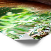 "Noten over Natuur: grillig eekhoorn Poster (Hoek)