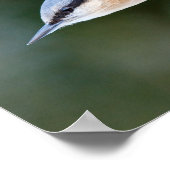 Nothatch over feeder poster (Hoek)