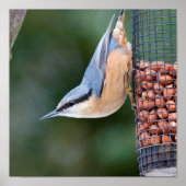 Nothatch over feeder poster (Voorkant)