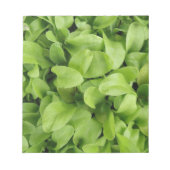 Notitieblok van Marigold Seedlings (Voorkant)