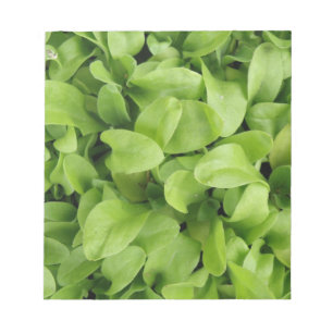 Notitieblok van Marigold Seedlings