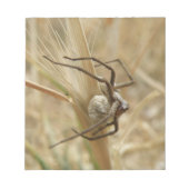 Notitieblok van spin en eieren (Voorkant)