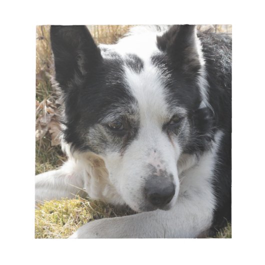 Notitieblok zwarte Australische kattenhond (Voorkant)