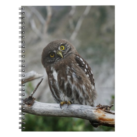 Notitieboek Noord-Pygmy Owl (Voorkant)