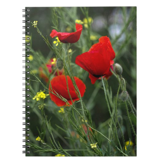 Notitieboek - Rode Klaprozen (Voorkant)