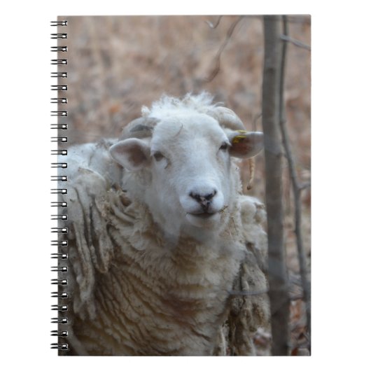 Notitieboek schapen (Voorkant)