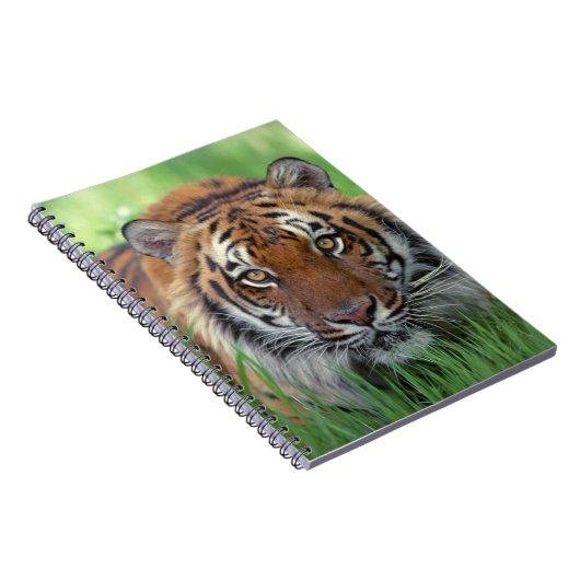 Notitieboek-tijger Notitieboek (Rechterzijde)