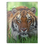 Notitieboek-tijger Notitieboek (Voorkant)