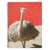 Notitieboek van de struisvogel (Voorkant)