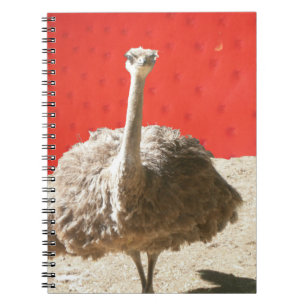 Notitieboek van de struisvogel