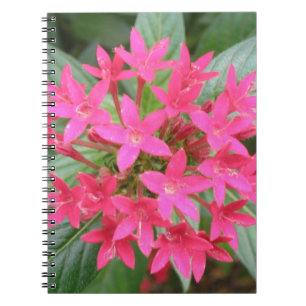 Notitieboek van de Tropische Bloemen van de Helder