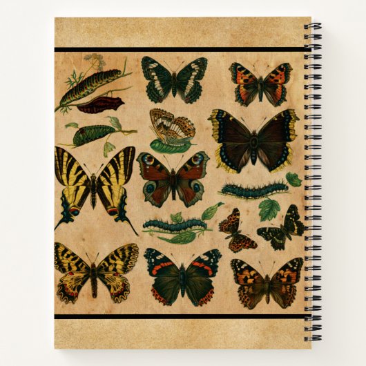  Notitieboek van de wervelkolom van vlinders (Achterkant)