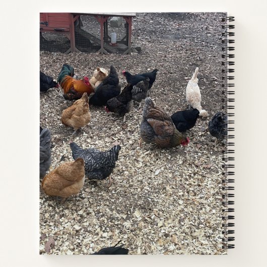 Notitieboek van kuikens (Achterkant)