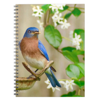 Notitieboek van Oost-Bluebird