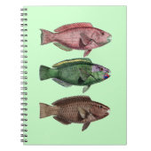 Notitieboek van papegaai (Voorkant)