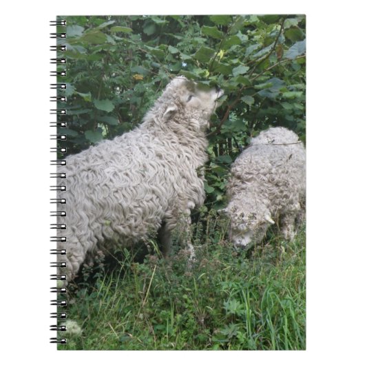 Notitieboek van schapenvlees met schouderblad (Voorkant)