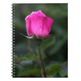Notitieboekje - Elegante Roze Roosknop Foto Notitieboek