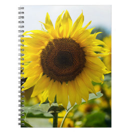 Notitieboekje - Geïsoleerde zonnebloem Notitieboek