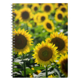 Notitieboekje - Het zonnebloemveld Notitieboek