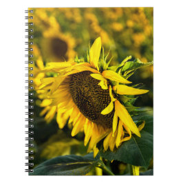 Notitieboekje - Zonnebloem vangt de zon Notitieboek