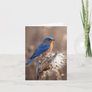 Notitiekaart Blauwe Vogel op een Zijdeplantpeul
