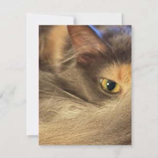 Notitiekaart vanuit het perspectief van een kat notitiekaartje