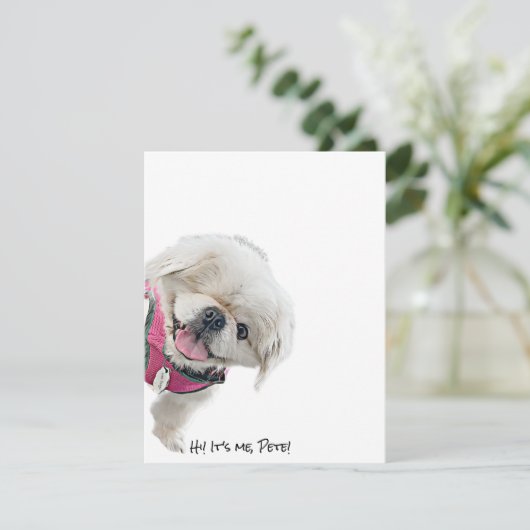 Notitiekaarten met Peter Rottentail (Staand voorkant)