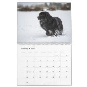 Notta Bear door het jaar Kalender (Jan 2027)