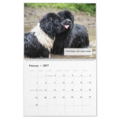 Notta Bear Newfoundlanders Humor Kalender (Feb 2027)
