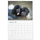 Notta Bear Newfoundlanders Rivierhonden Kalender (Feb 2027)