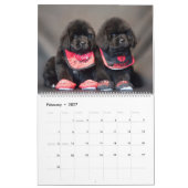 Notta Bear Newfoundlands Jaar van Puppies Kalender (Feb 2027)