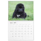 Notta Bear Newfoundlands Jaar van Puppies Kalender (Mar 2027)