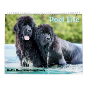 Notta Bear Newfoundlands Zwembad Kalender