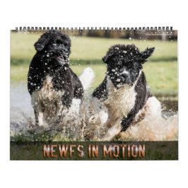 Notta Bear Newfs In Motion Kalender