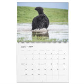 Notta Bear Newfs In Motion Kalender (Mar 2027)
