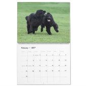 Notta Bear Newfs In Motion Kalender (Feb 2027)
