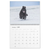 Notta Bear Newfs In Motion Kalender (Jan 2027)