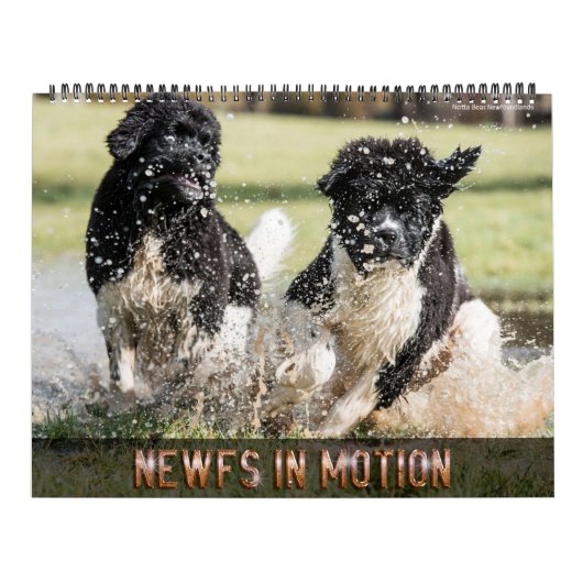 Notta Bear Newfs In Motion Kalender (Hoes)