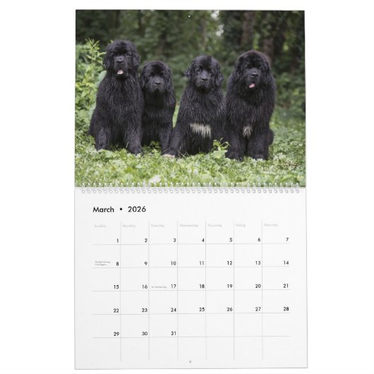 Notta Bear Through The Year Kalender (Mar 2026)