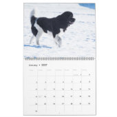 Notta Beer de Kalender van de Favorieten van de Fo (Jan 2027)