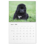 Notta Beer Newfoundlands Jaar van de Puppies Kalender (Mar 2026)