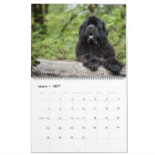 Notta Beer Newfoundlands Jaar van Shadrach Kalender (Mar 2027)