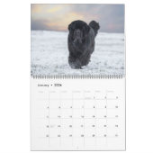 Notta Beer Newfoundlands Jaar van Shadrach Kalender (Jan 2026)