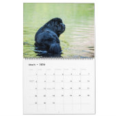 Notta Beer Newfoundlands River Dogs Kalender (Mar 2026)