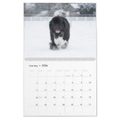 Notta Beer Newfoundlands ShellBea Kalender (Jan 2026)