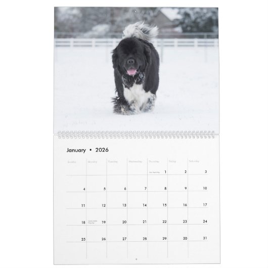 Notta Beer Newfoundlands ShellBea Kalender (Jan 2026)