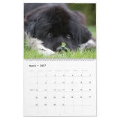 Notta Beer Newfoundlands ShellBea Kalender (Mar 2027)