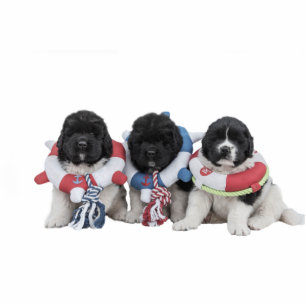 Notta Beer Newfoundlands Water Baby Staand Fotobeeldje