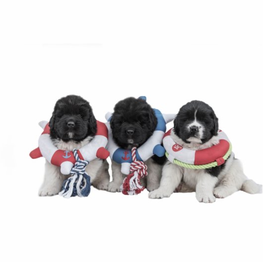 Notta Beer Newfoundlands Water Baby Staand Fotobeeldje (Voorkant)